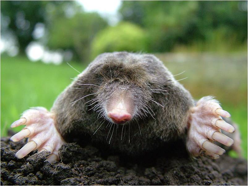 Atypical moles are healthy
