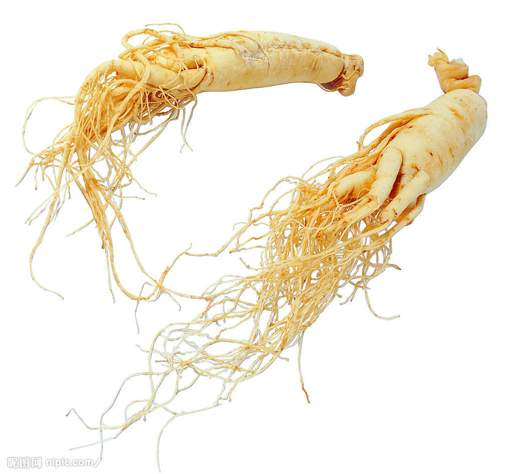 Image result for American Ginseng Root